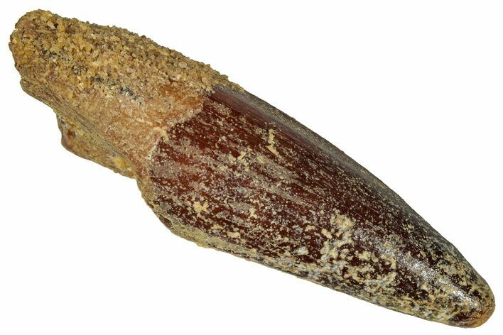 Fossil Spinosaurus Tooth - Real Dinosaur Tooth #360122